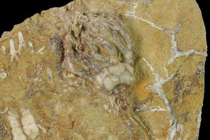 Fossil Crinoid (Cyathocrinites) - Crawfordsville, Indiana #148989